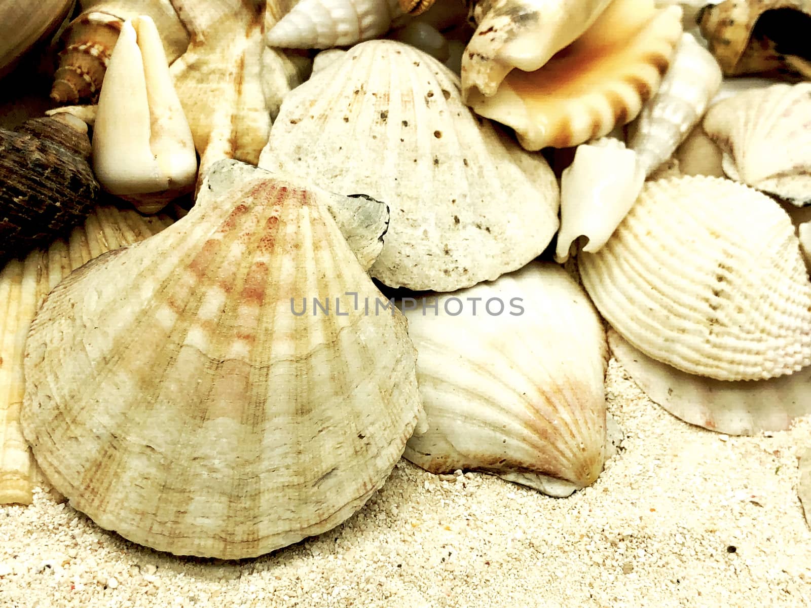 seashell starfish shell summer season closeup concept  by F1b0nacci