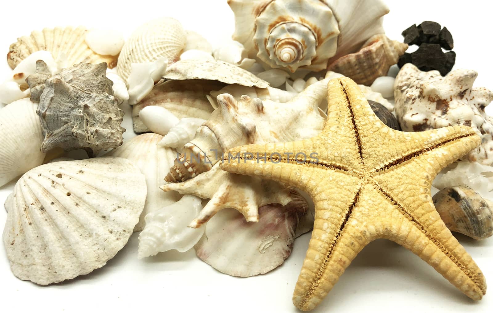 seashell starfish shell summer season closeup  by F1b0nacci