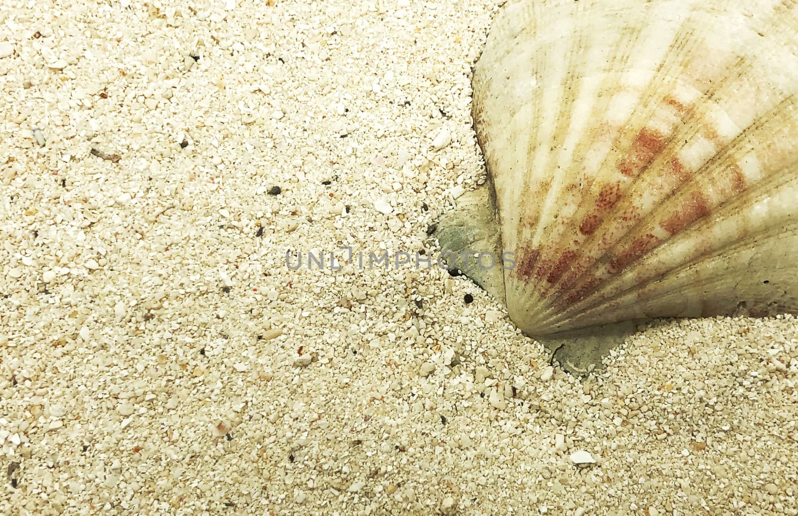 shell closeup on sand summer season sunny closeup concept
