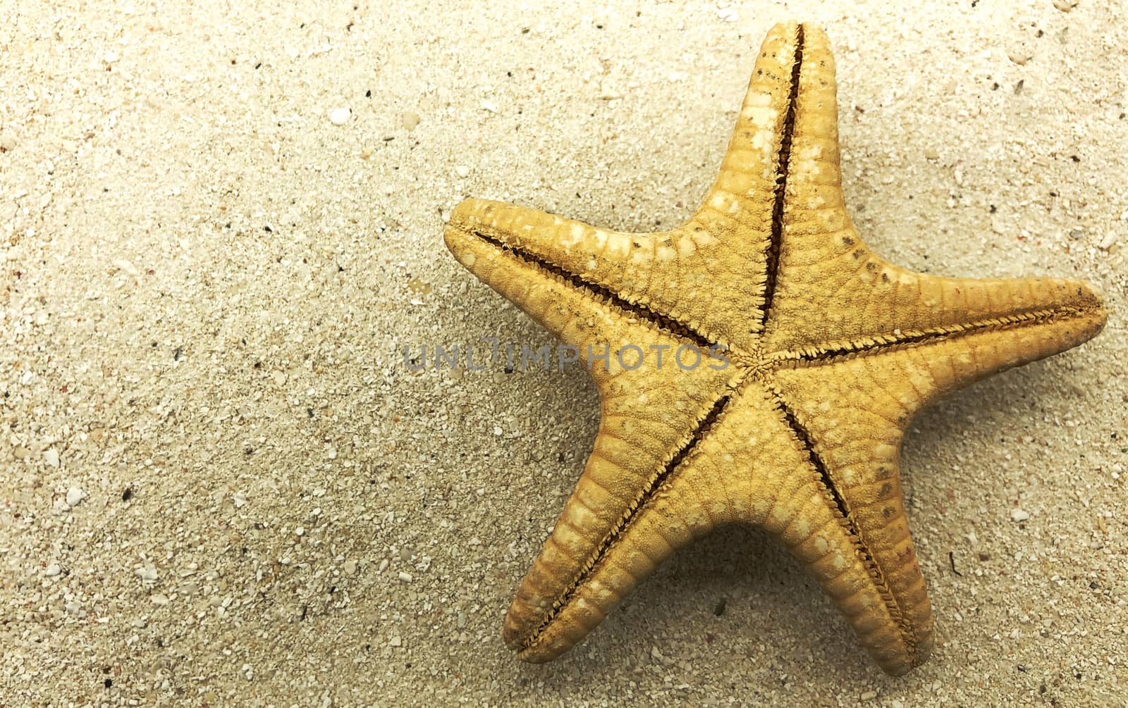 starfish closeup on sand summer season sunny closeup  by F1b0nacci