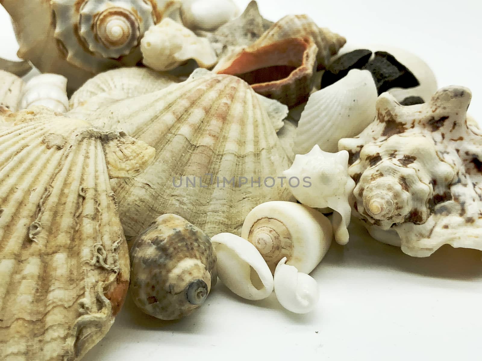 tiny and huge seashell starfish shell shellfish summer season closeup concept