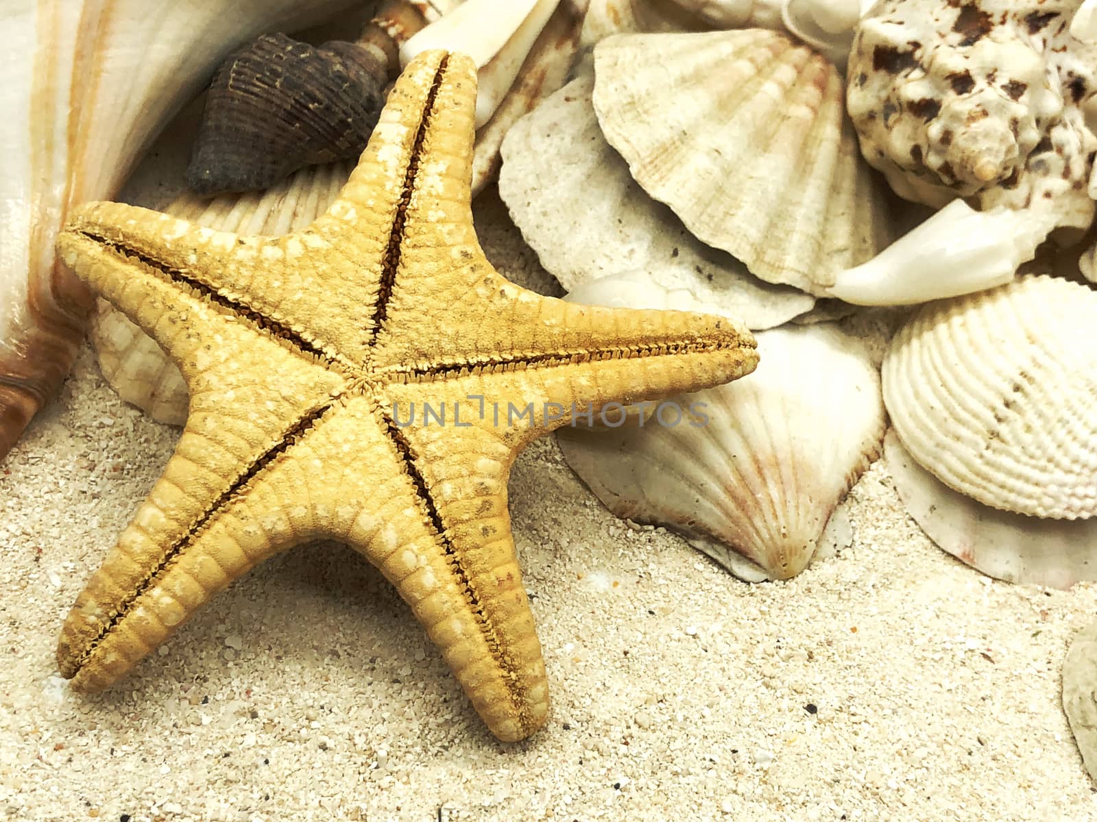 starfish ocean shells closeup on sand summer season sunny closeup concept   by F1b0nacci