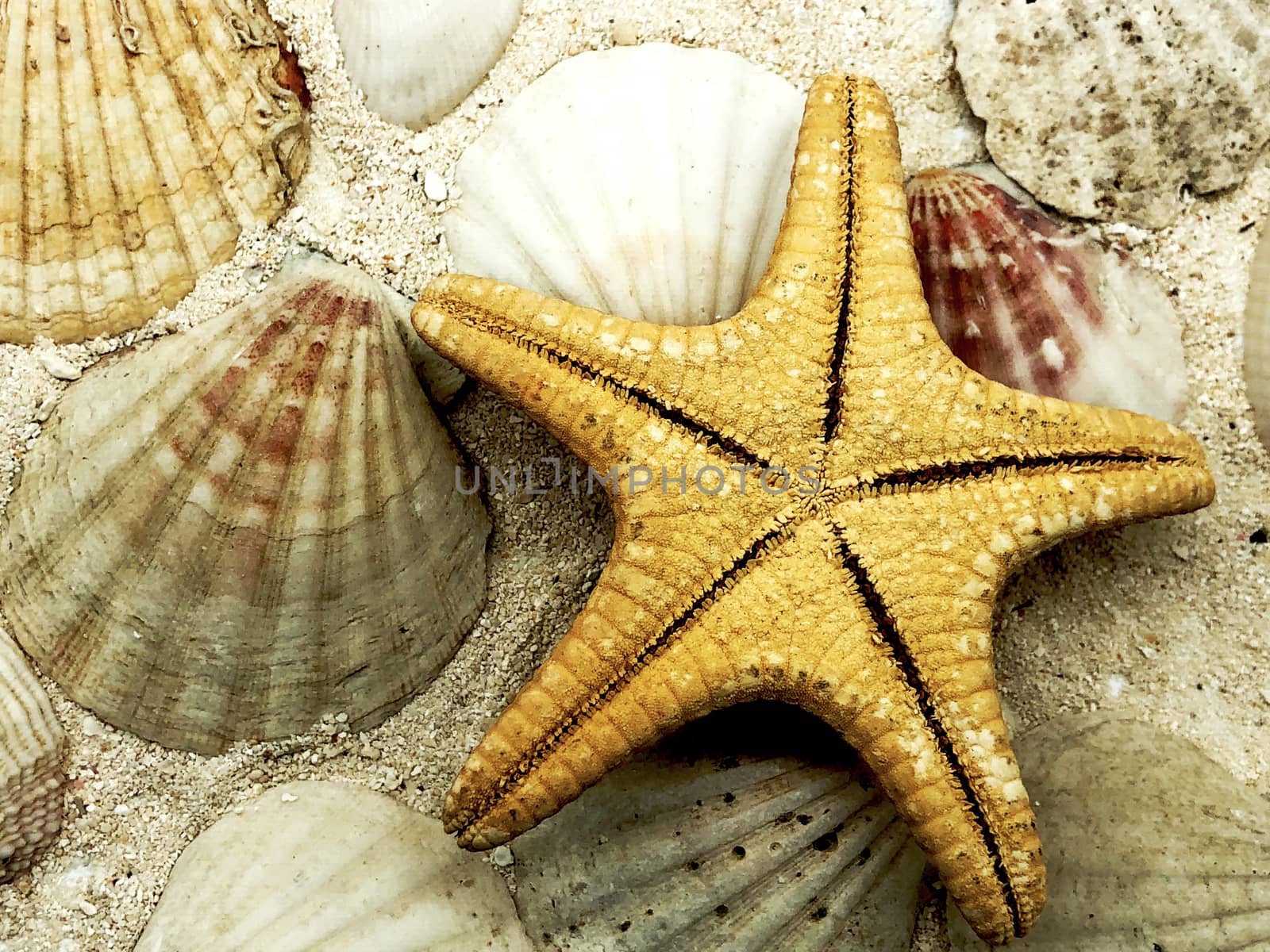 starfish and ocean sea shells closeup on sand texture detail summer season travel beach  by F1b0nacci