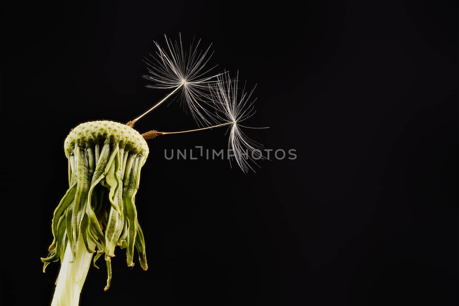 Close-up of dandelion isolated on the black background