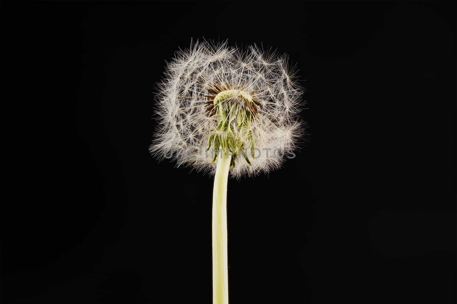 Close-up of dandelion isolated on the black background