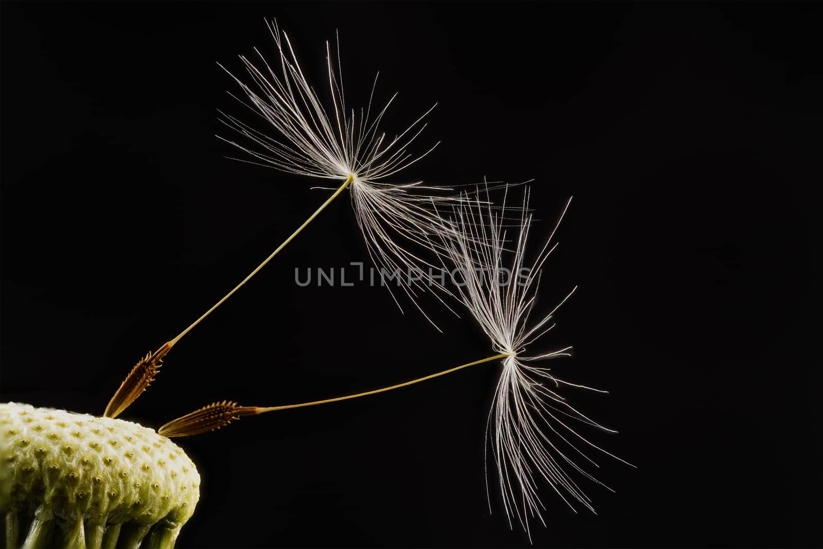 Close-up of dandelion isolated on the black background