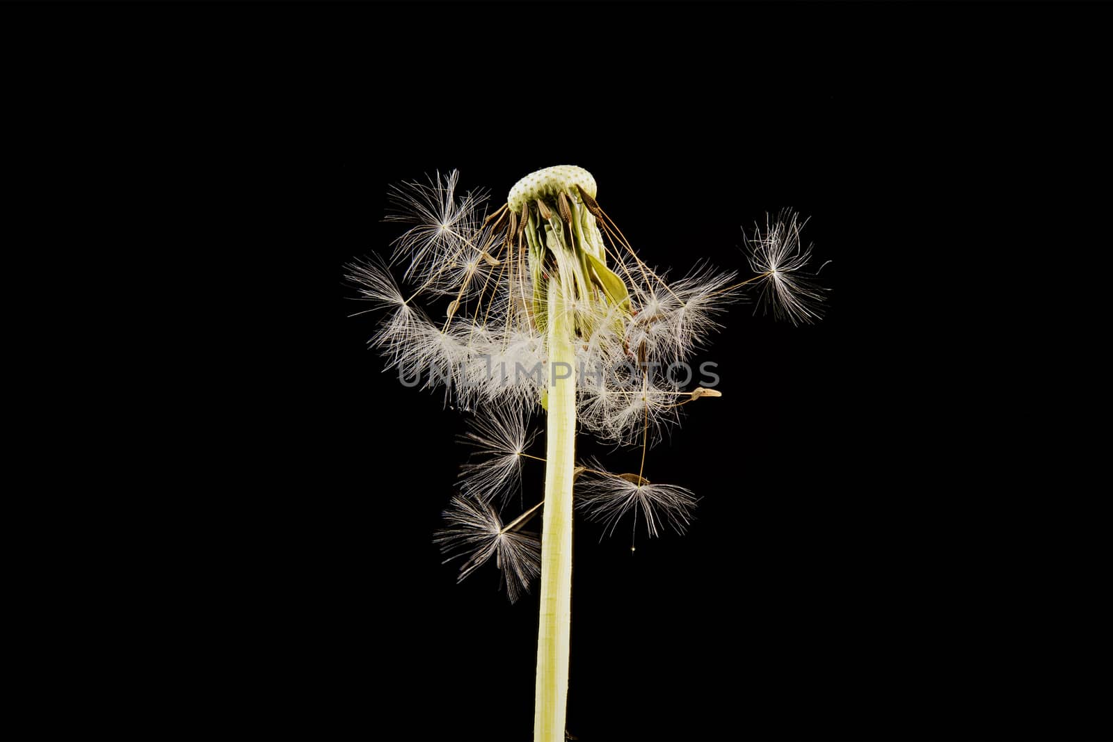 Close-up of dandelion isolated on the black background