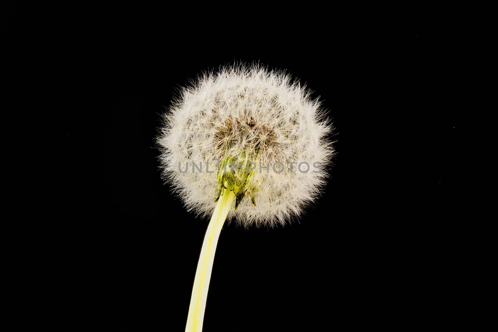Close-up of dandelion isolated on the black background