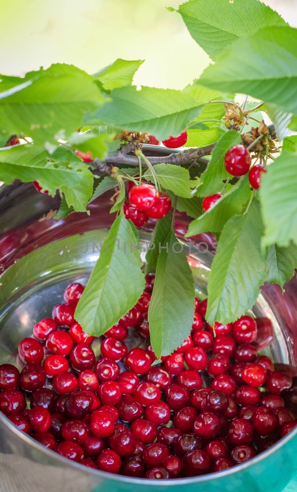 Sweet Cherry in Bowl on Table with leaves top view