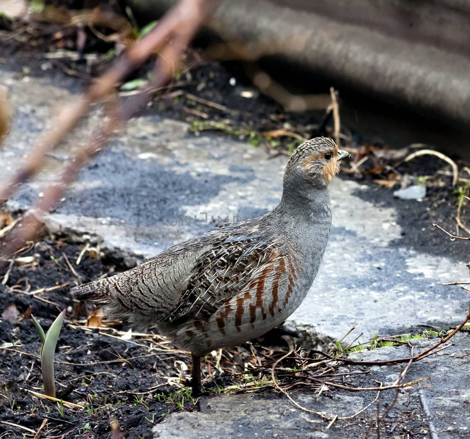 partridge is on the ground, you can see the details of plumage and colors