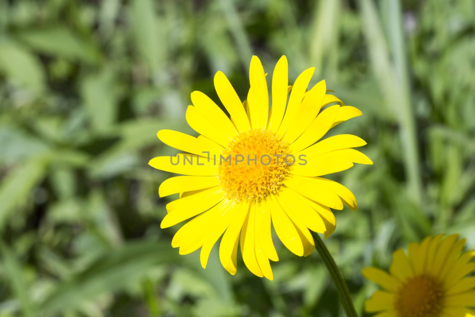 Yellow Glebionis segetum Flower Close Up with green background.