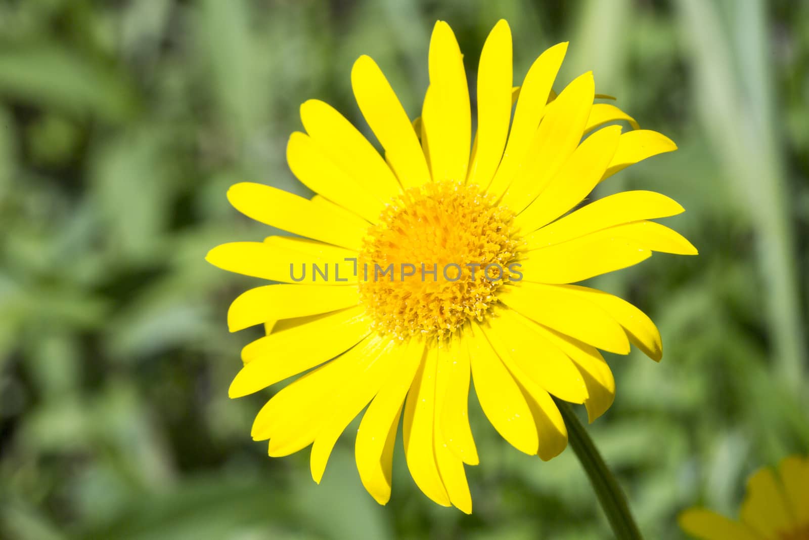 Yellow Glebionis segetum Flower Close Up with green background.