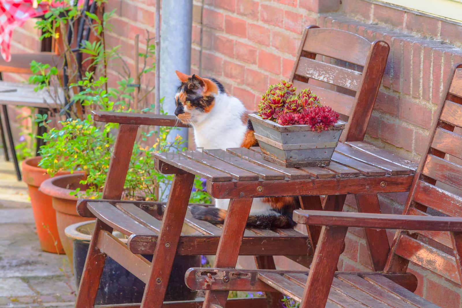 Cute cat relaxes on a wooden chair in the garden, cat sitting on the chair