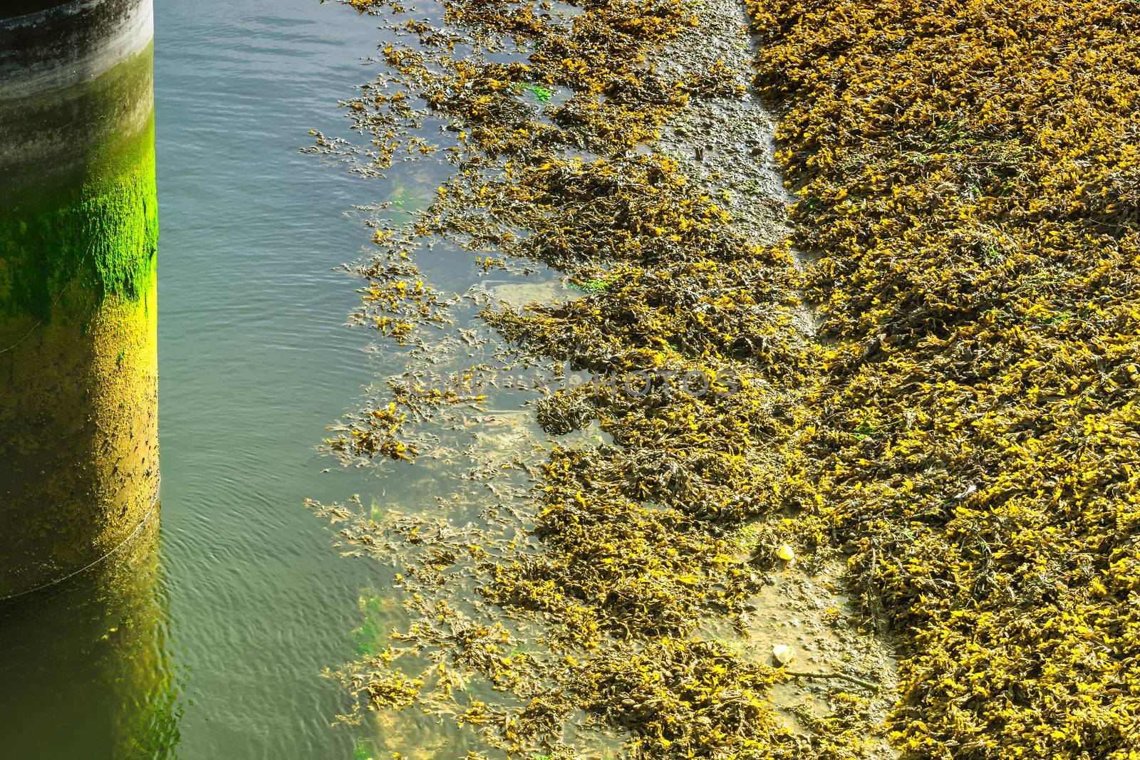 Seaweed and algae along the coast by JFsPic