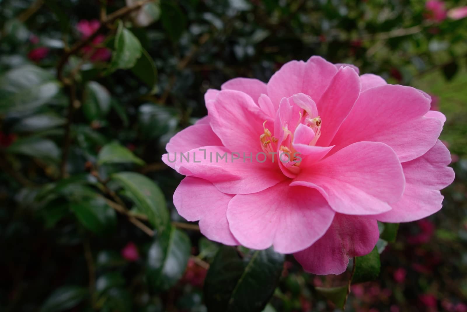 Pink Camelia in Full Bloom by phil_bird