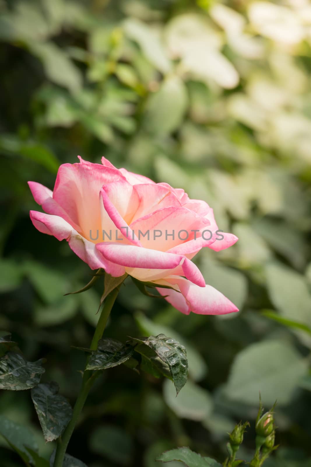 The background image of the colorful flowers, background nature