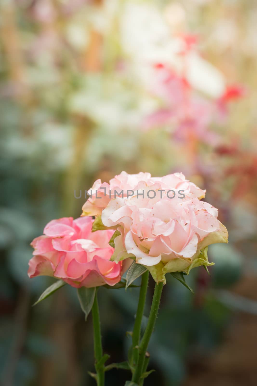 The background image of the colorful flowers, background nature