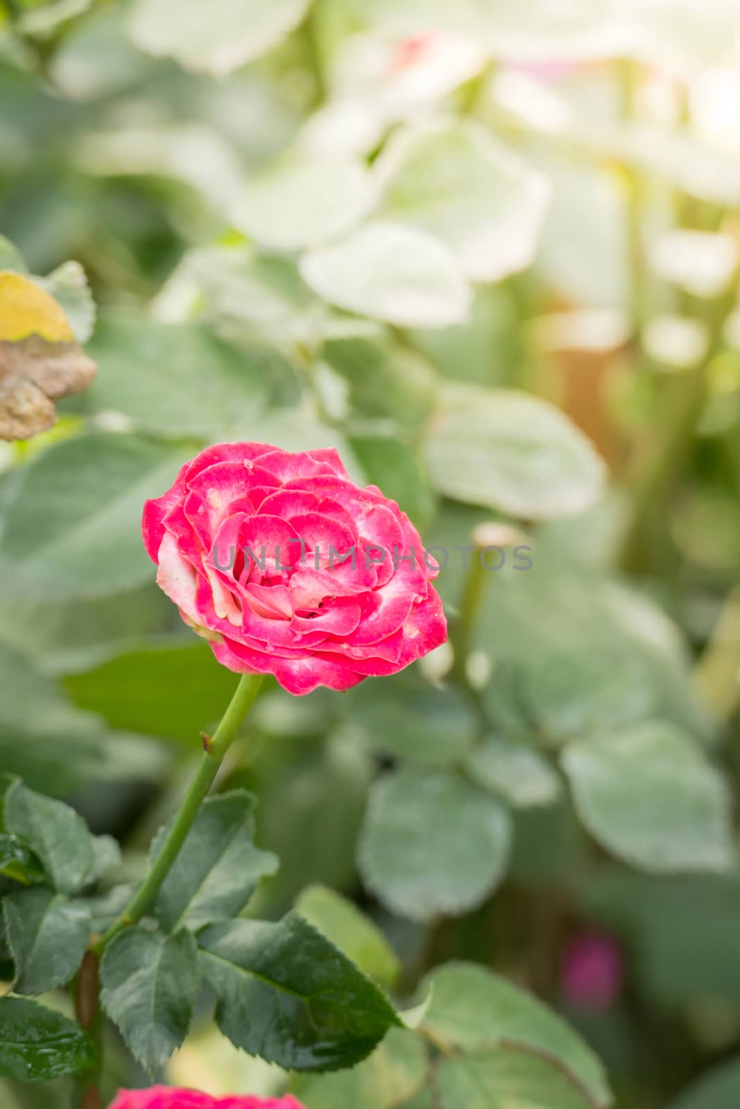 The background image of the colorful flowers, background nature