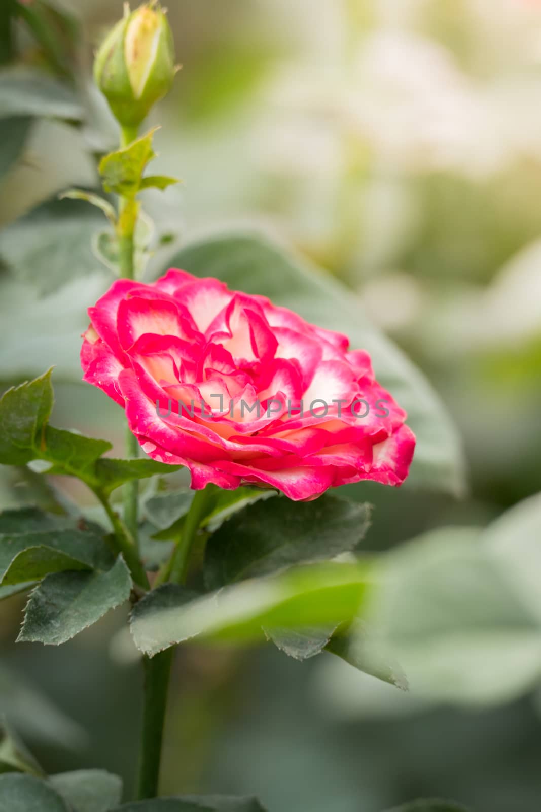 The background image of the colorful flowers, background nature