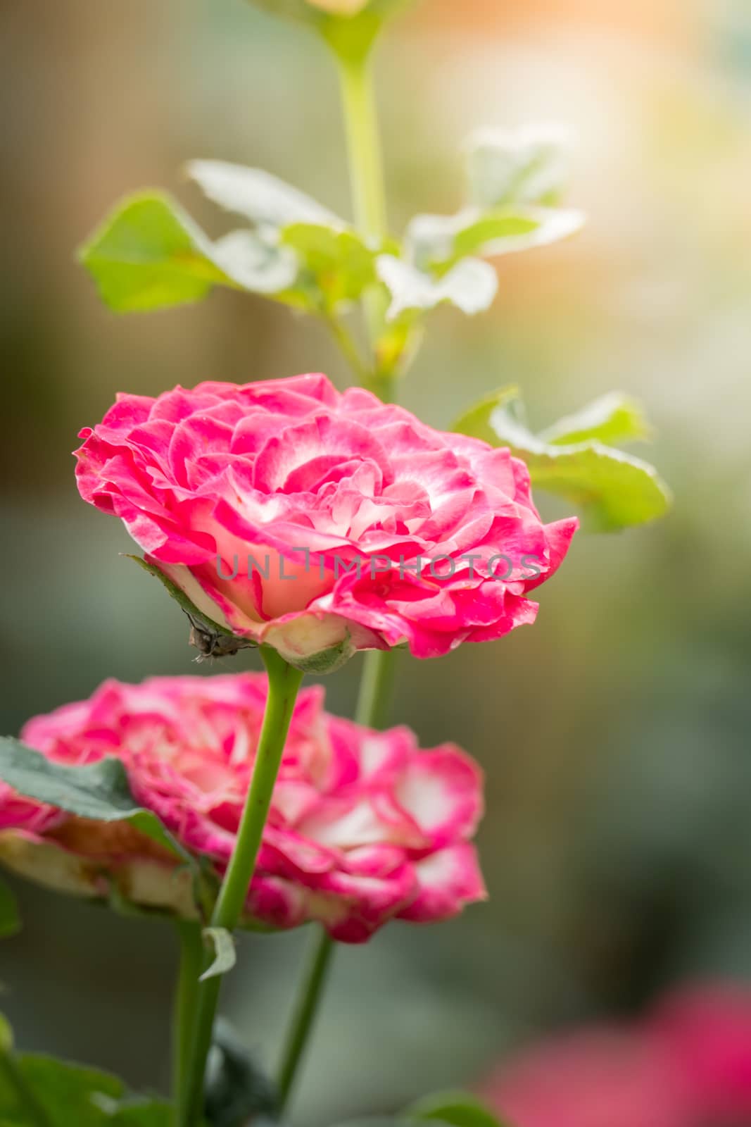 The background image of the colorful flowers, background nature
