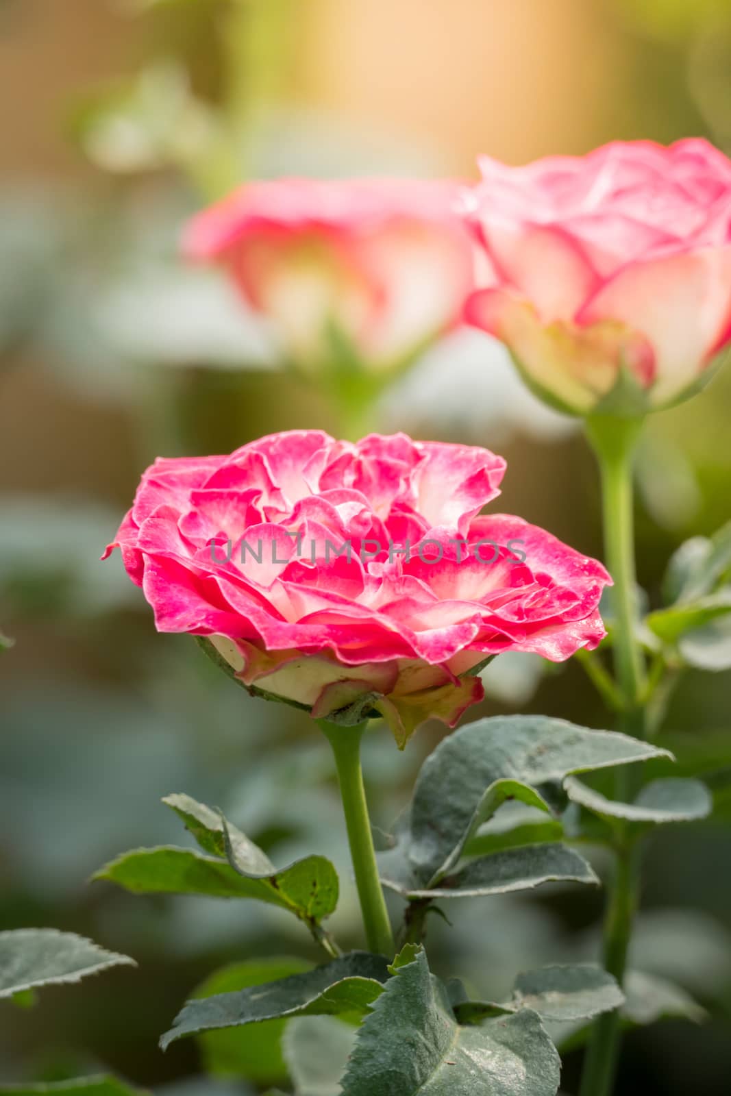 The background image of the colorful flowers, background nature
