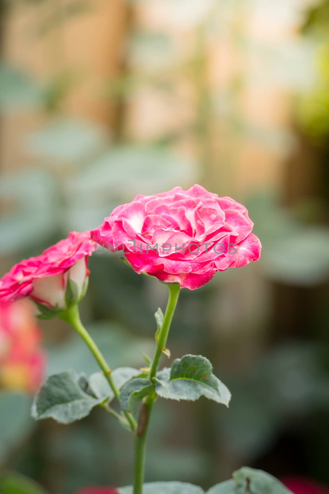 The background image of the colorful flowers, background nature