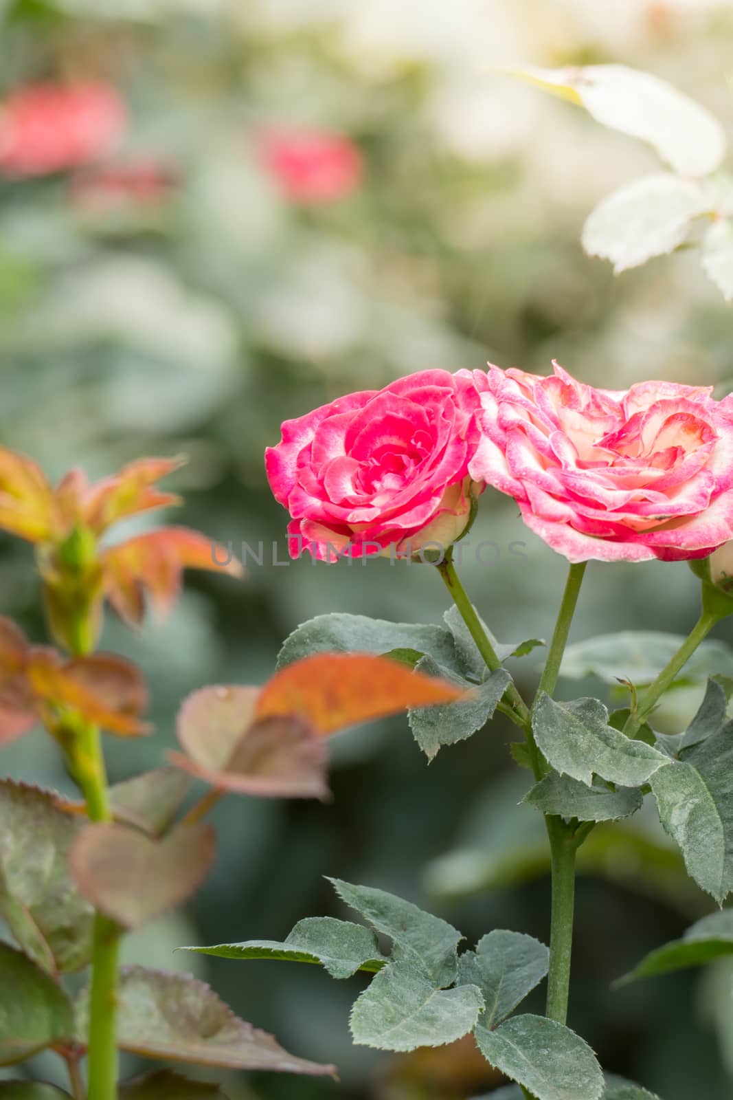 The background image of the colorful flowers, background nature