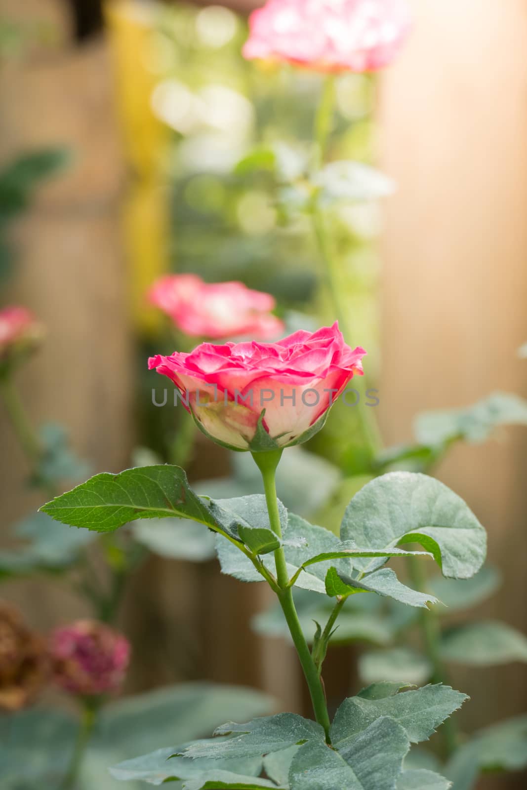 The background image of the colorful flowers, background nature