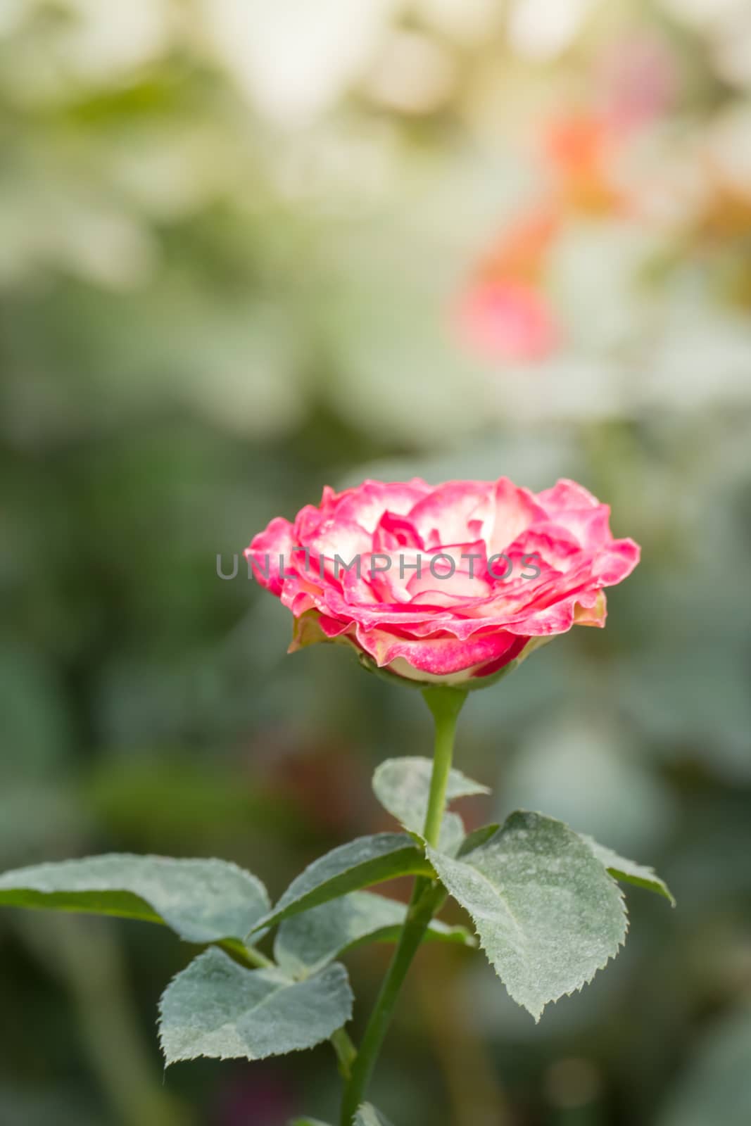The background image of the colorful flowers, background nature