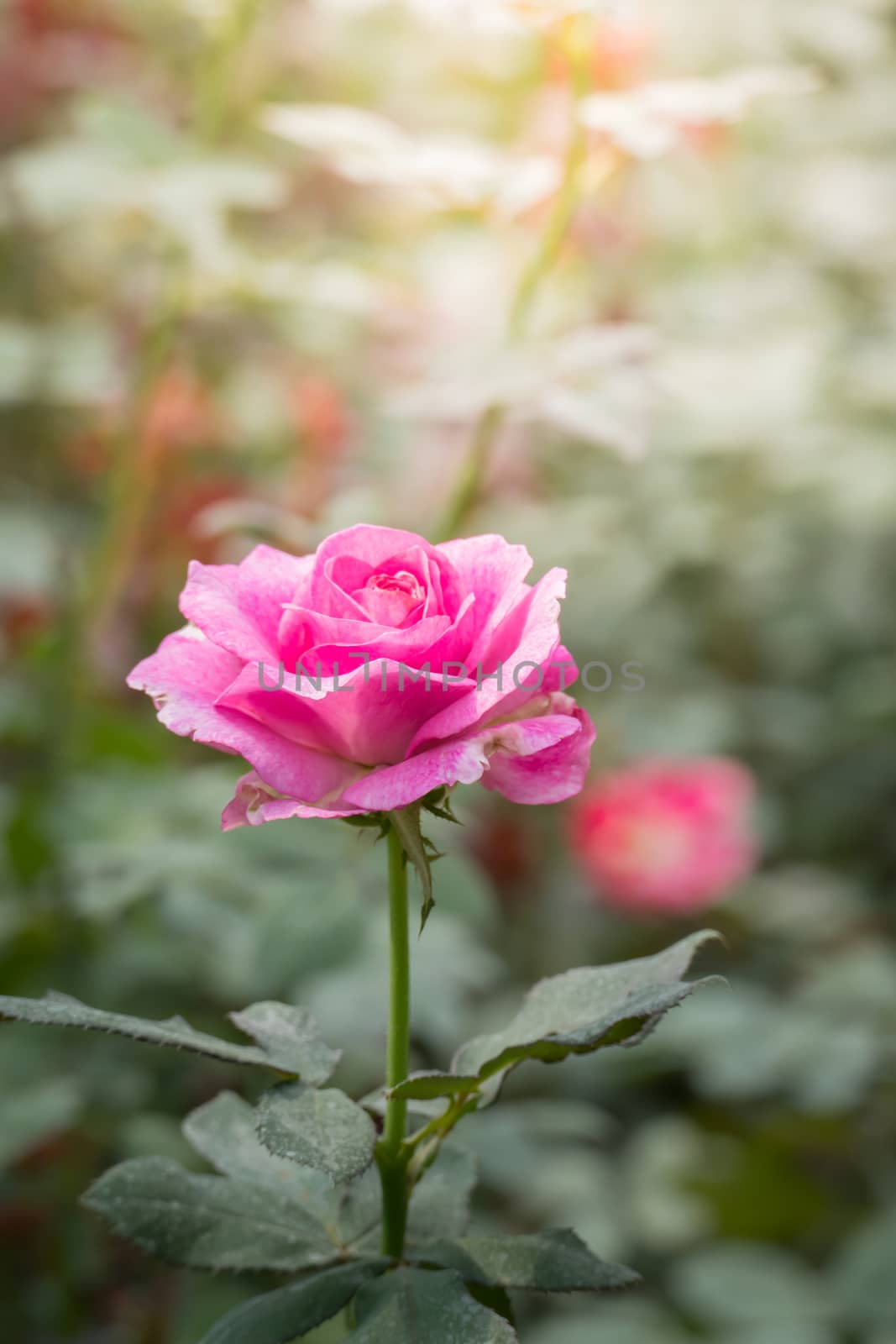 The background image of the colorful flowers, background nature