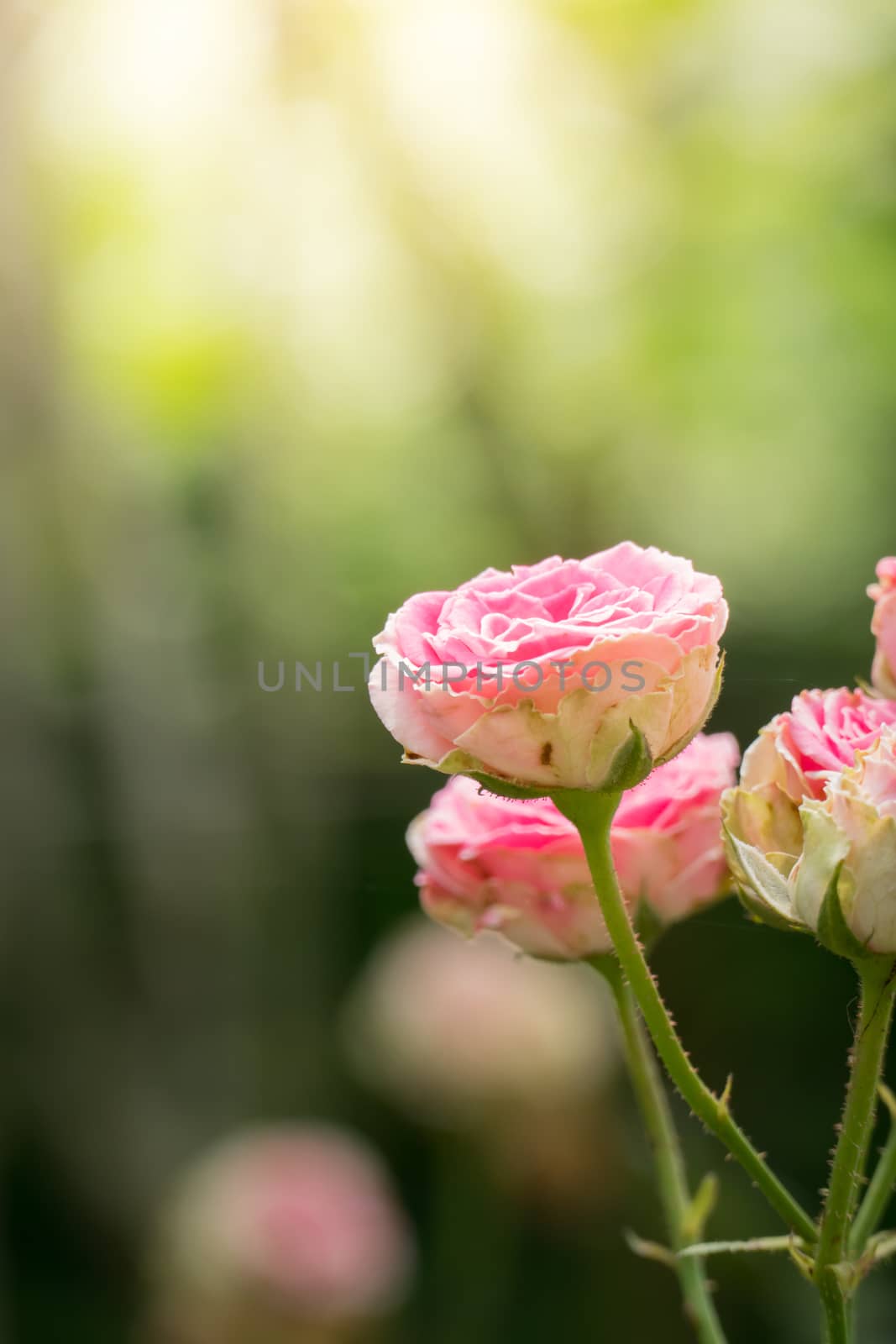The background image of the colorful flowers, background nature