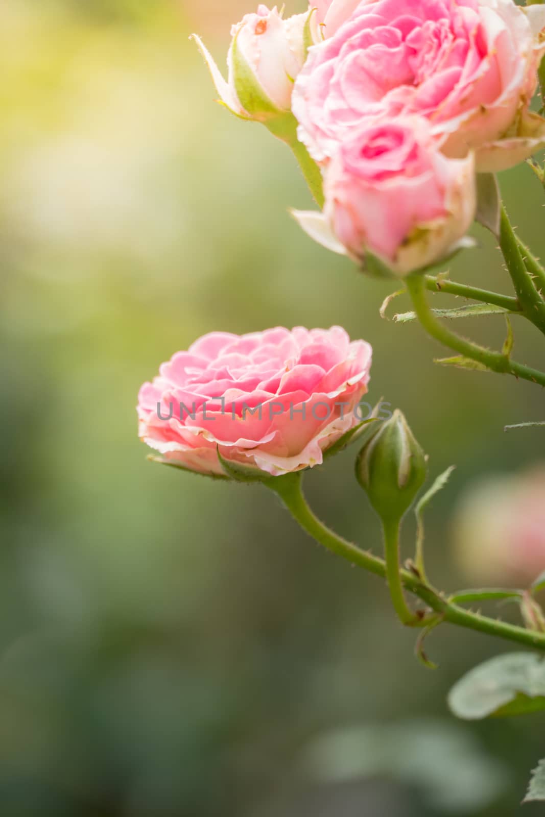 The background image of the colorful flowers, background nature