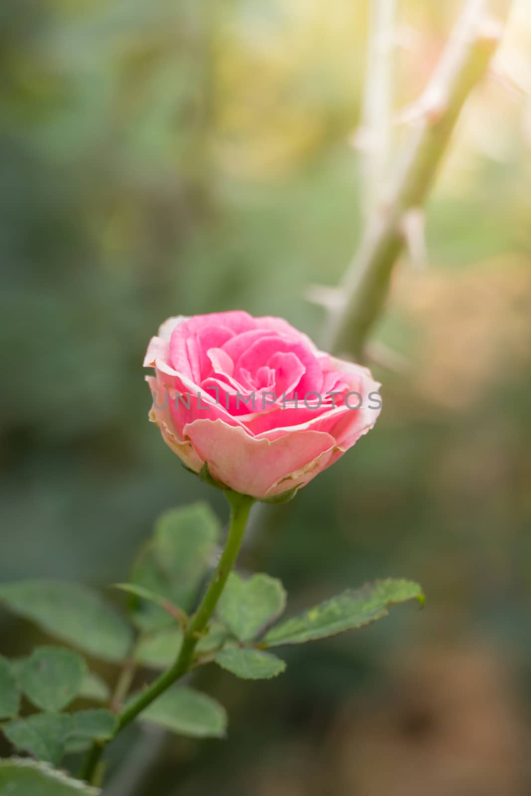 The background image of the colorful flowers, background nature