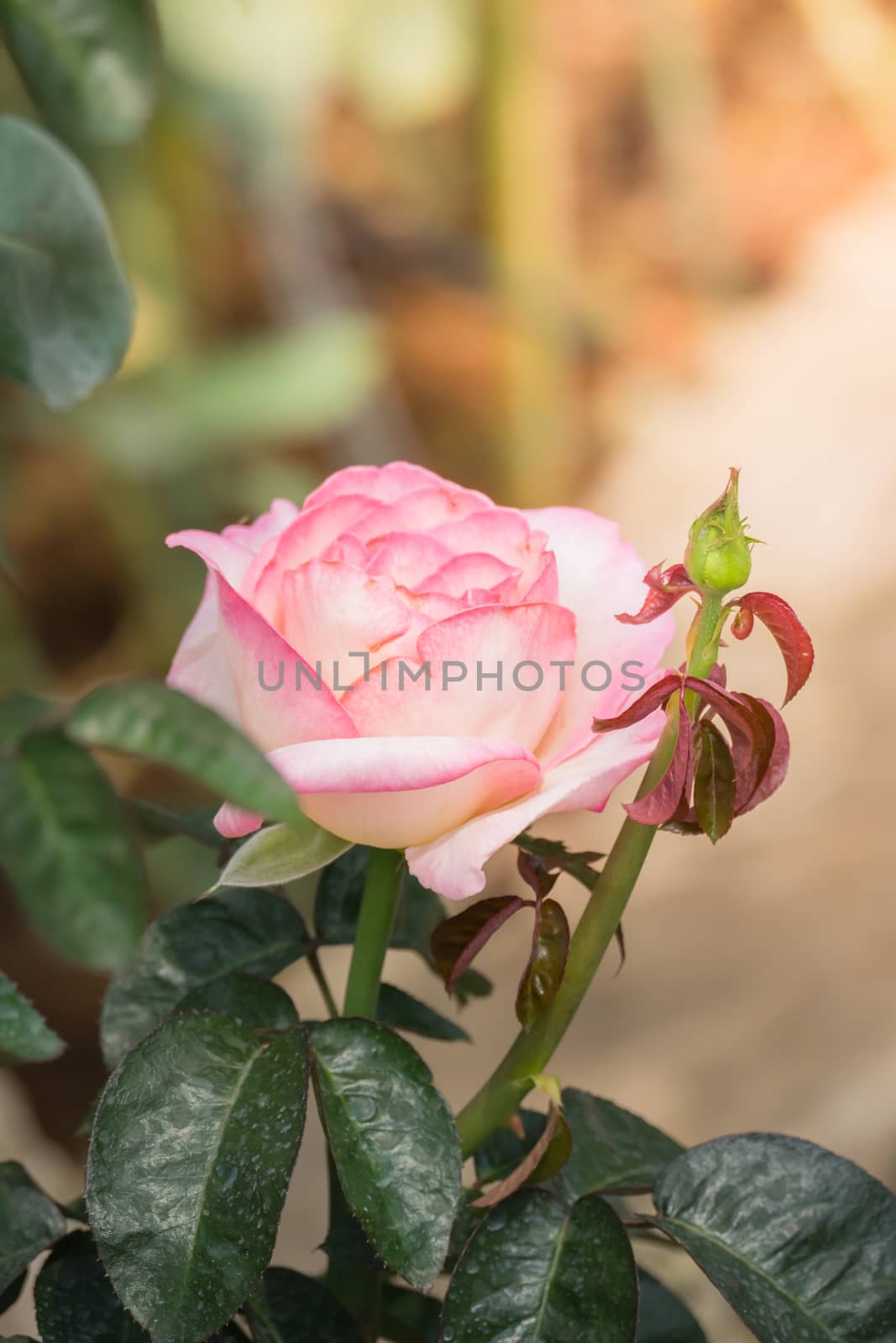 The background image of the colorful flowers, background nature