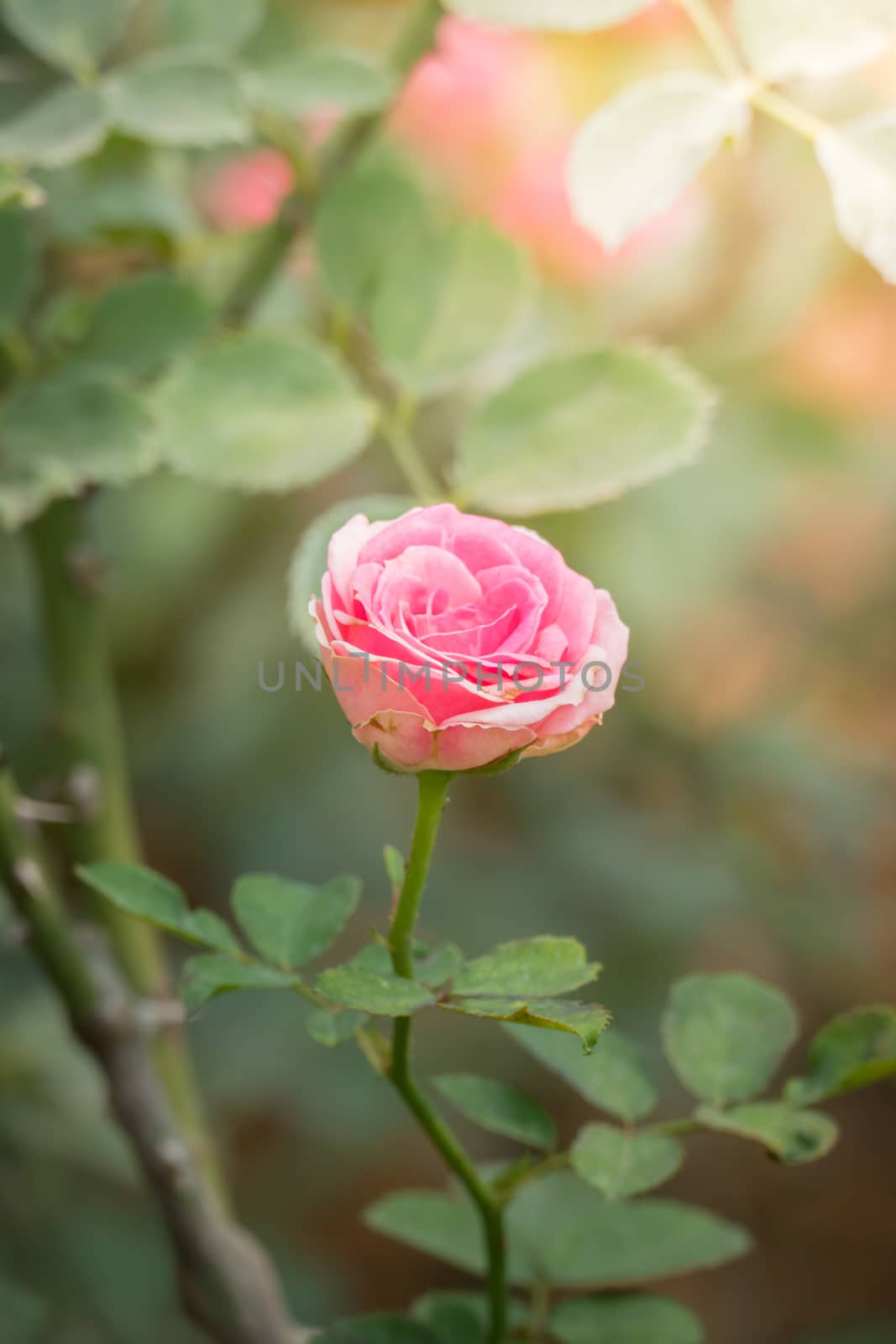 The background image of the colorful flowers, background nature