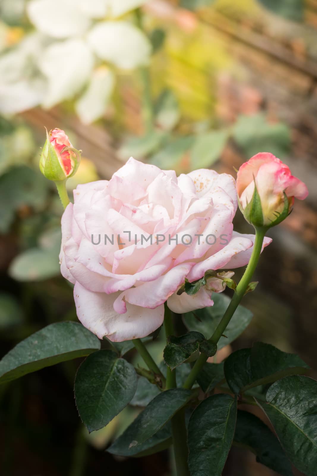 The background image of the colorful flowers, background nature