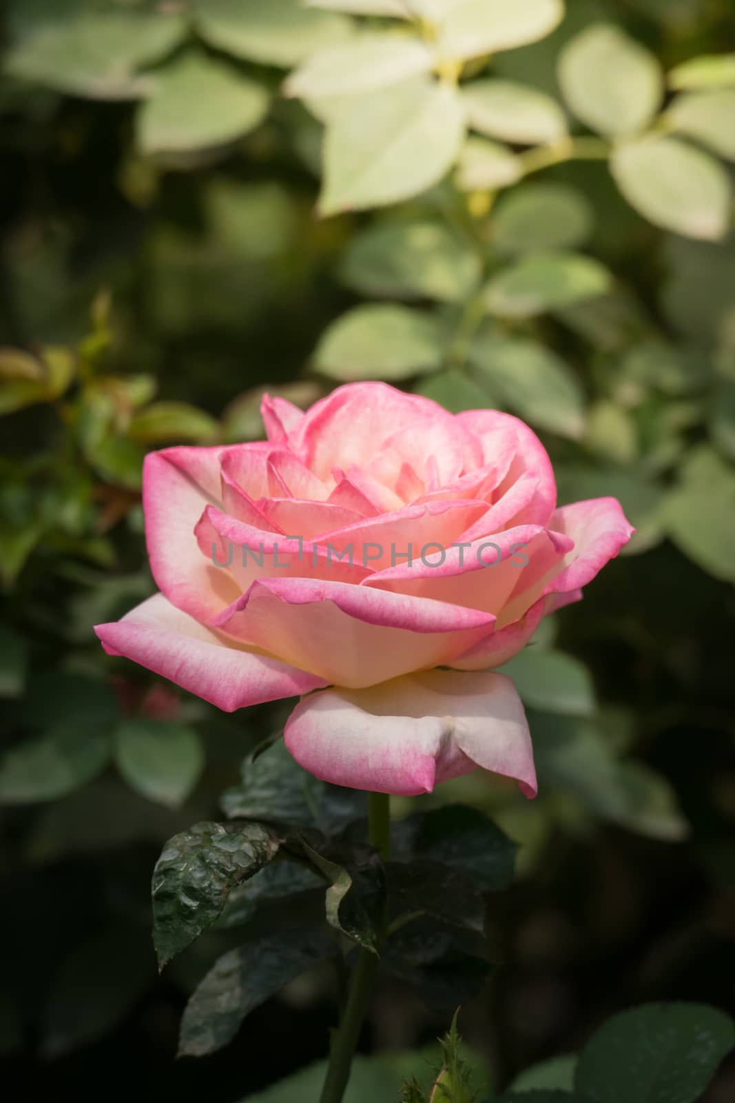 The background image of the colorful flowers, background nature