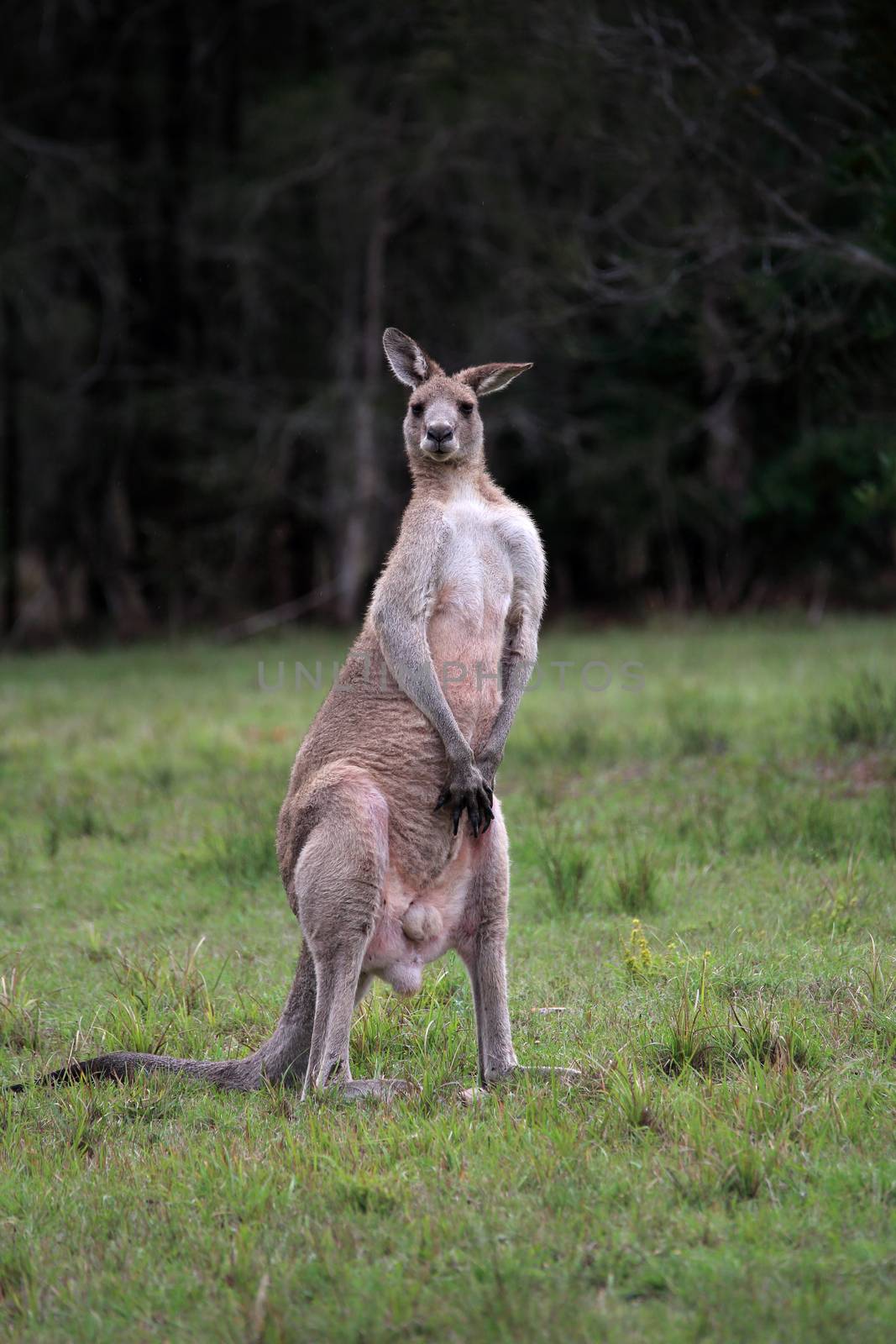 Male Eastern Grey Kangaroo standing on hind legs by lovleah