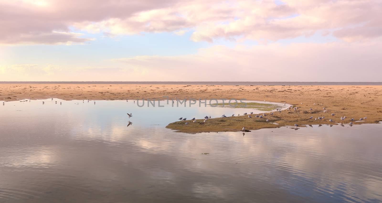 Seagulls roost and play in the shallow waters of Mallacoota Auistralia