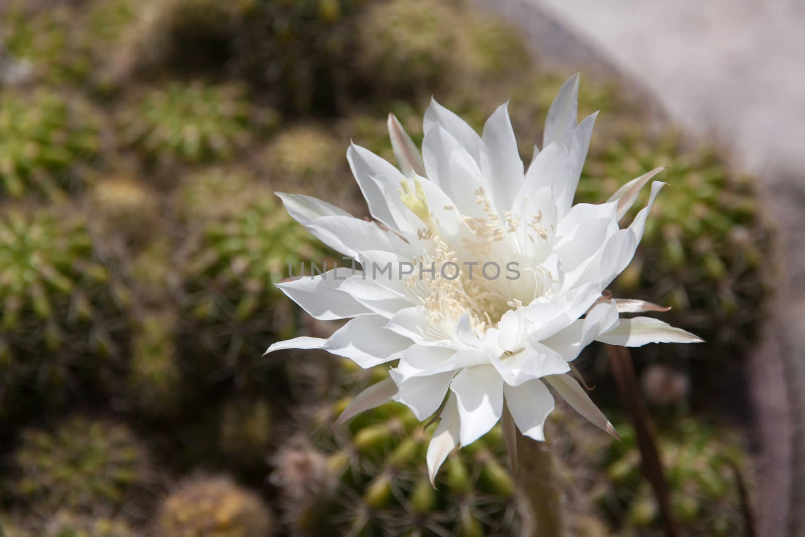 White cactus flower closeup under morning sun light. Nature background
