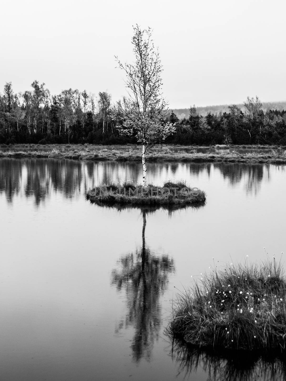 Chalupska Moor Lake near Borova Lada, Sumava Mountains, Czech Republic. Small islands with trees in the middle of peat-bog. Black and white image by pyty