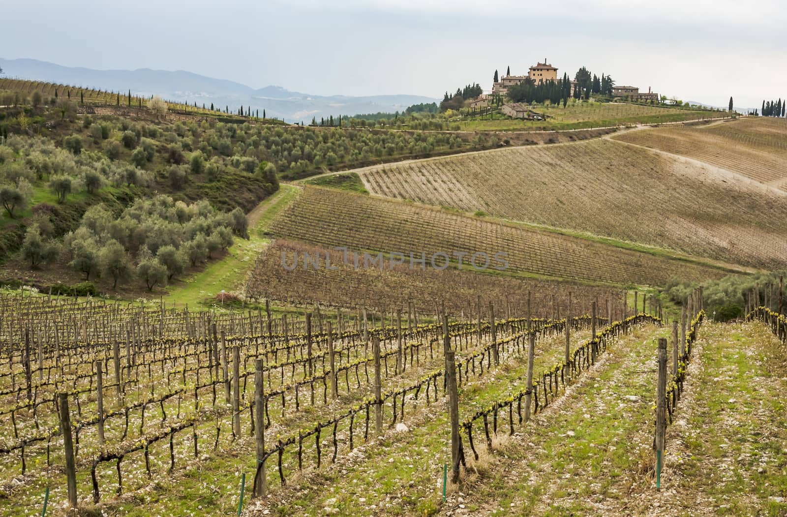 countryside and wineyard in Chianti, Tuscany, Italy