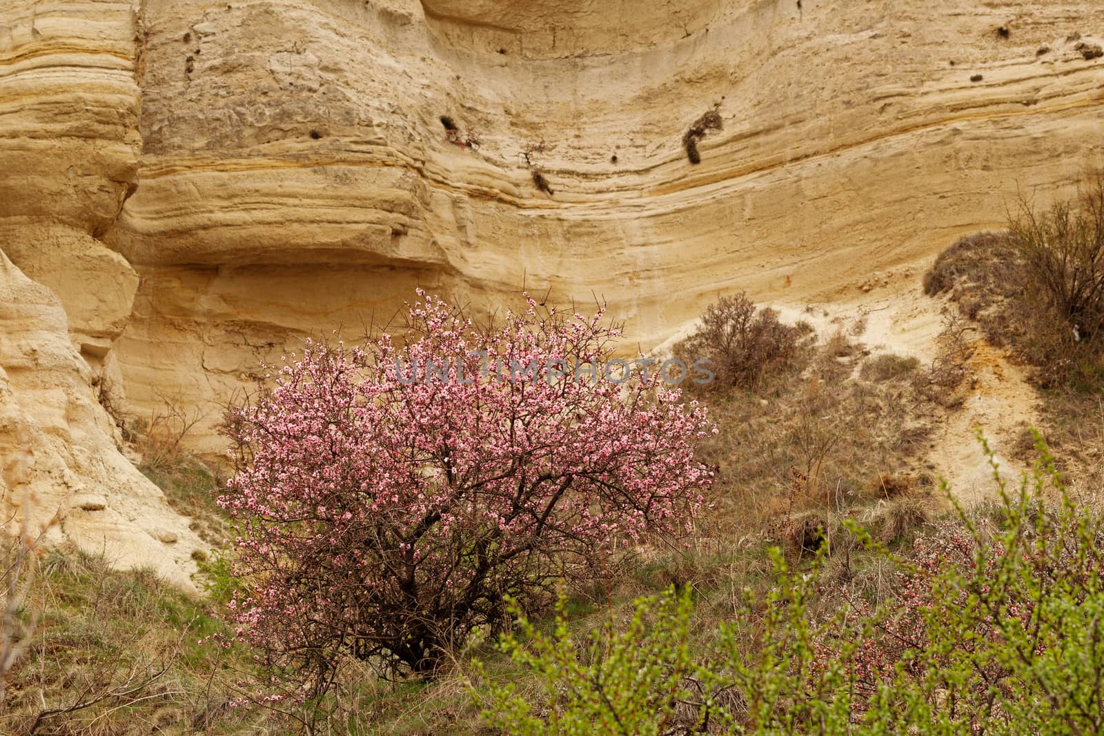 Blossom tree among stone cliffs by igor_stramyk