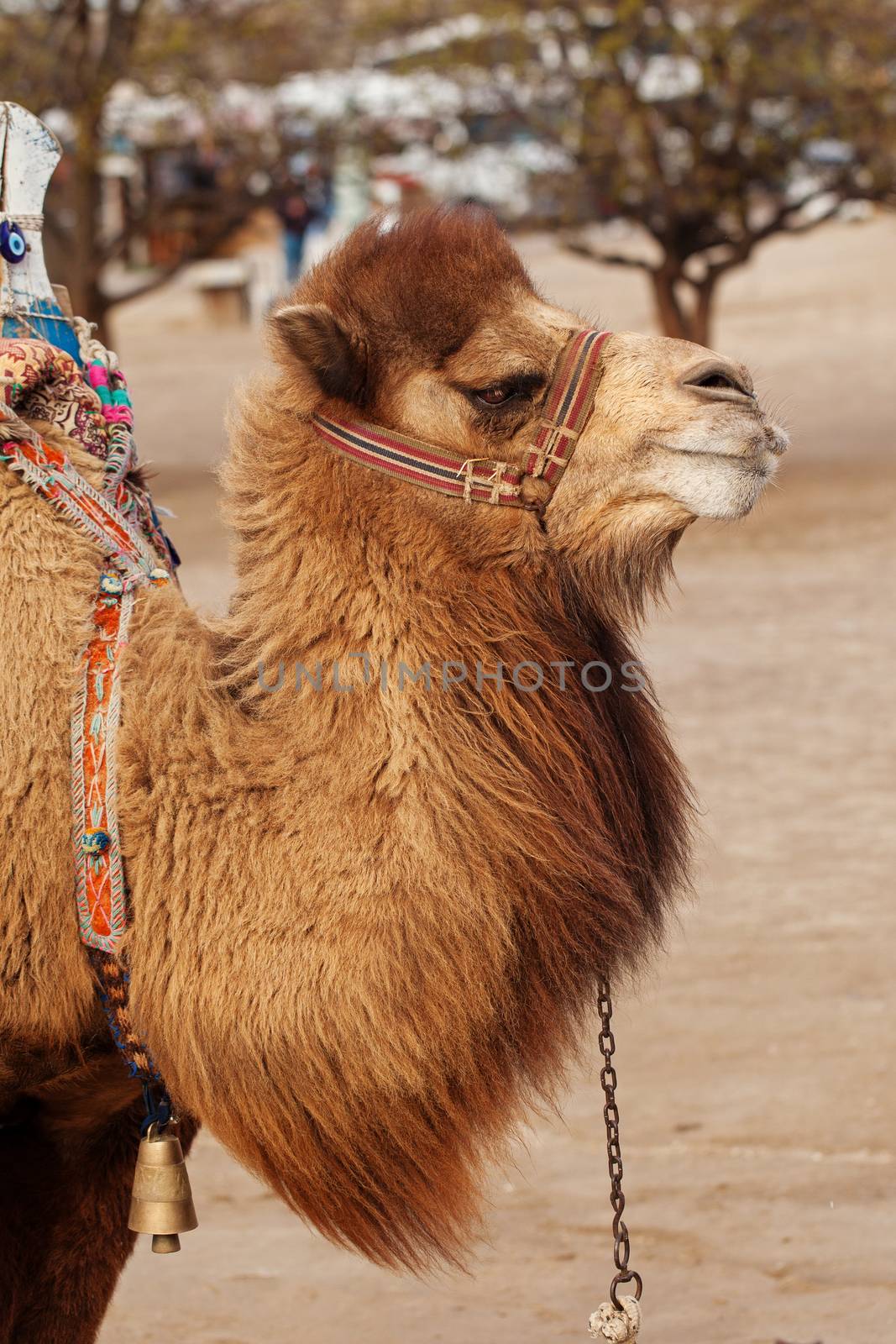 Camel portrait. Entertaining tourists in Pasabag near Goreme, Cappadocia, Turkey