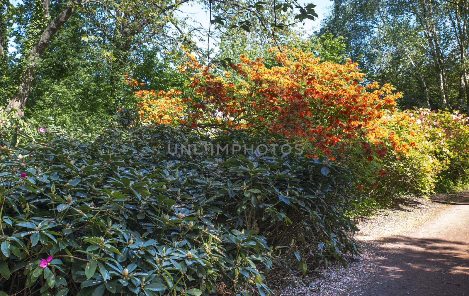azalea and rhododendron flowers in the public park park of Clingendael in the hague in Holland