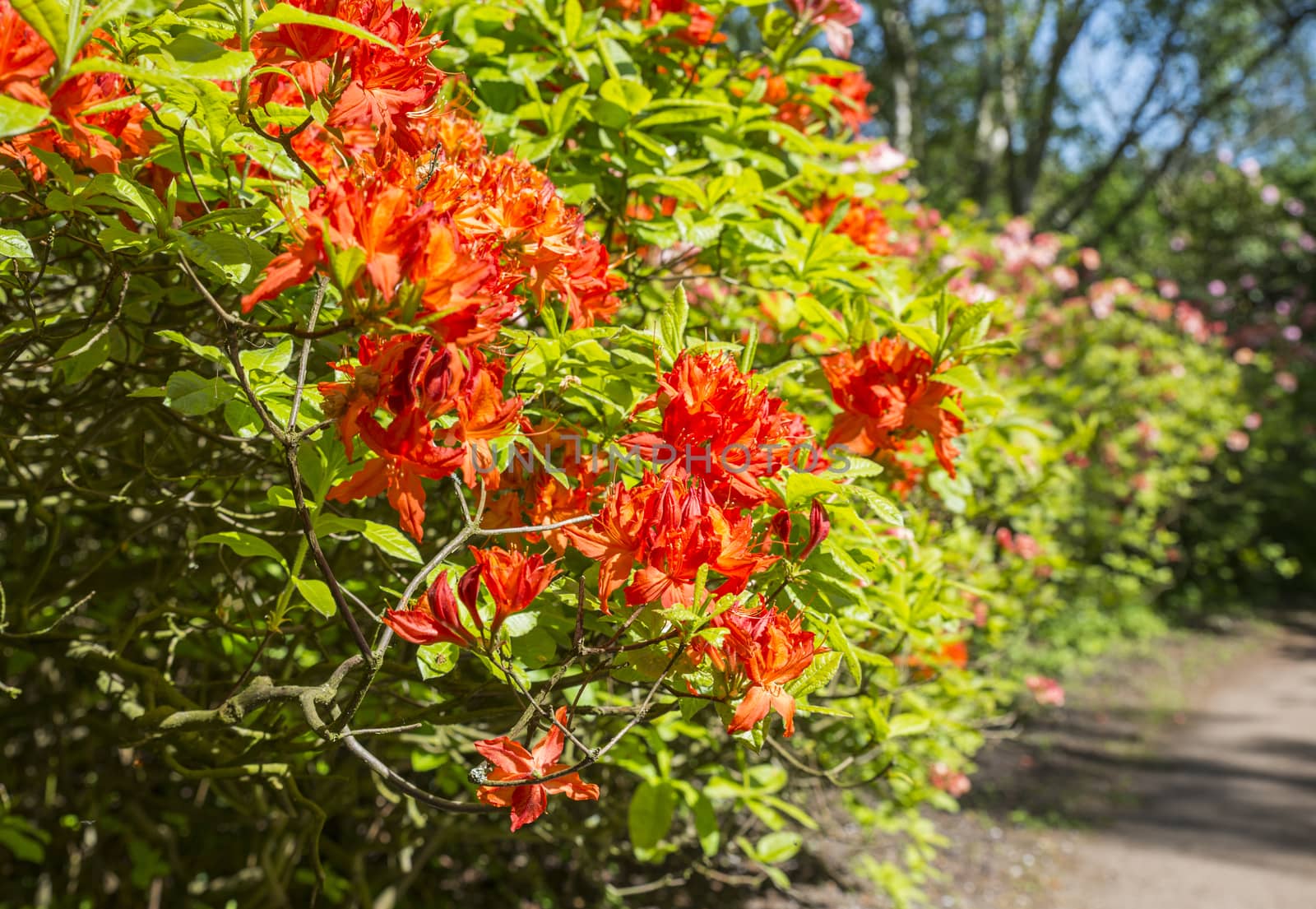 red azalea and rhododendron flowers in the public park park of Clingendael in the hague in Holland