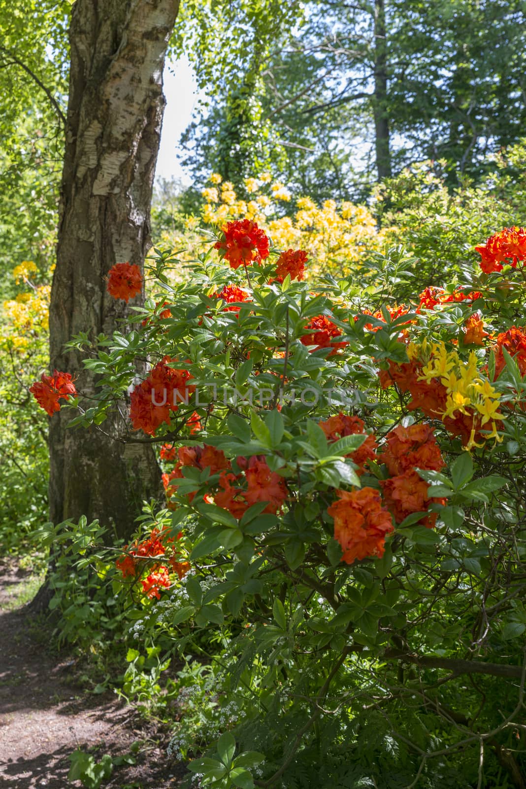 azalea and rhododendron flowers in the public park park of Clingendael in the hague in Holland