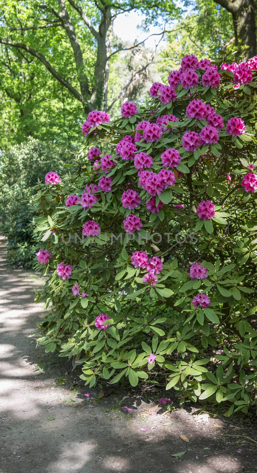 pink azalea and rhododendron flowers in the public park park of Clingendael in the hague in Holland