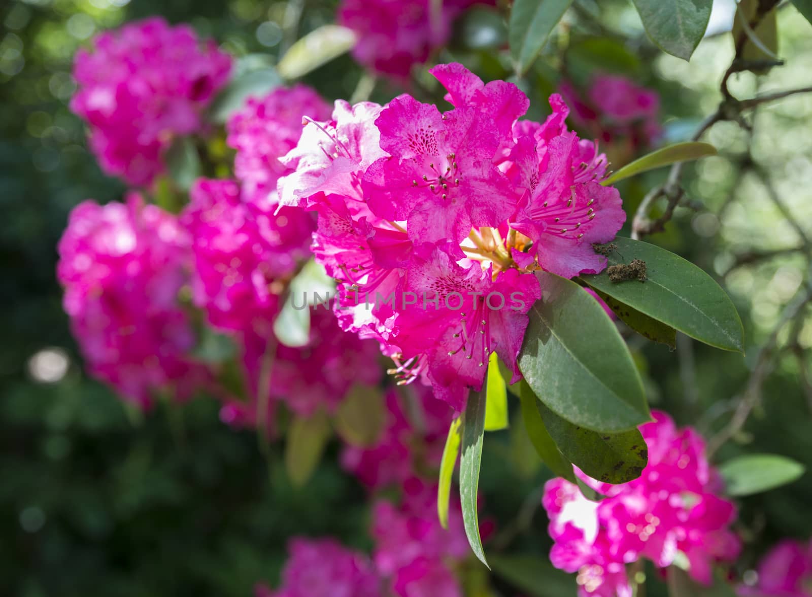 just opening new flower of the rhododendron in park in holland in may