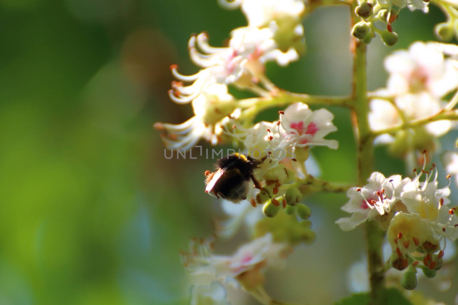 bumblebee pollinates white plum flowers in the countryside by riccardofe